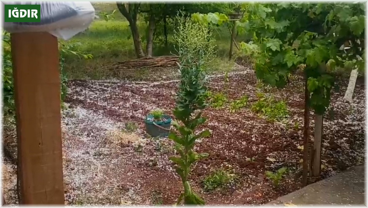 Tuzluca'da ani dolu yağışı tarım arazilerine zarar verdi