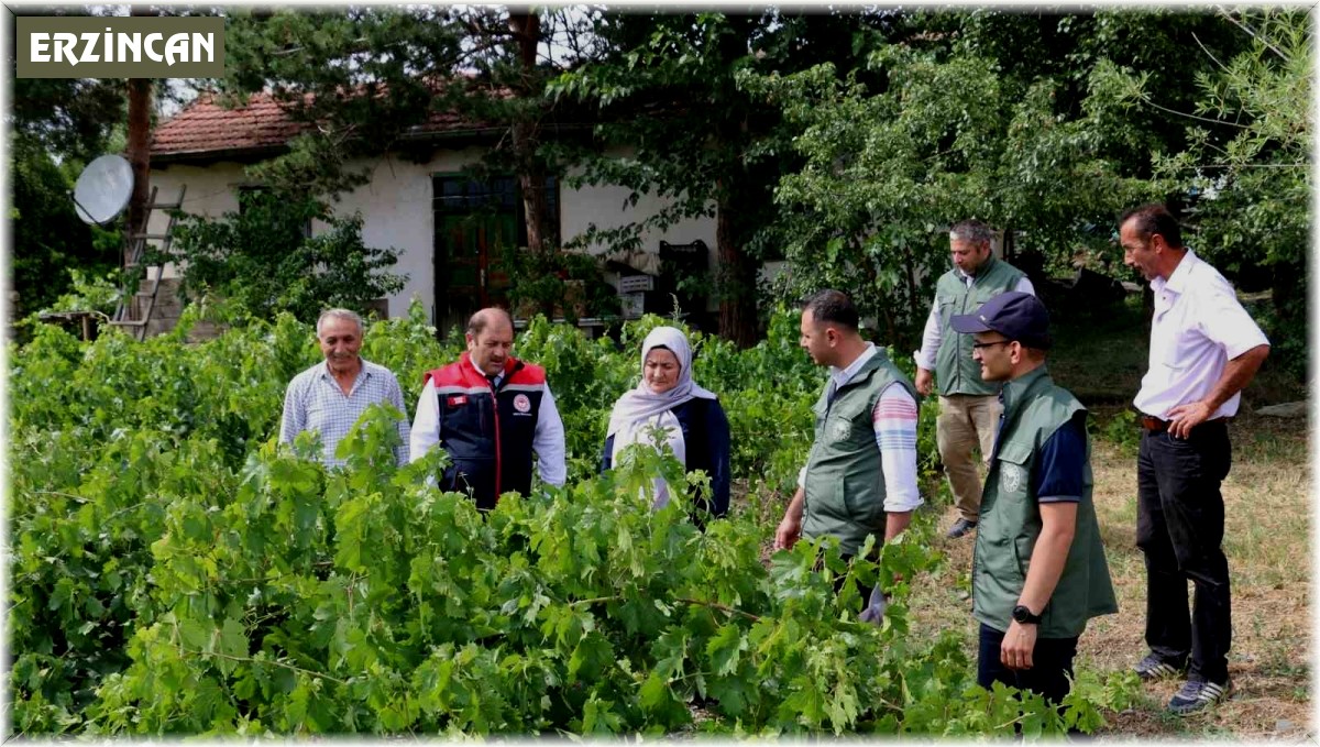 Üzümlü' de dolu zarar verdi