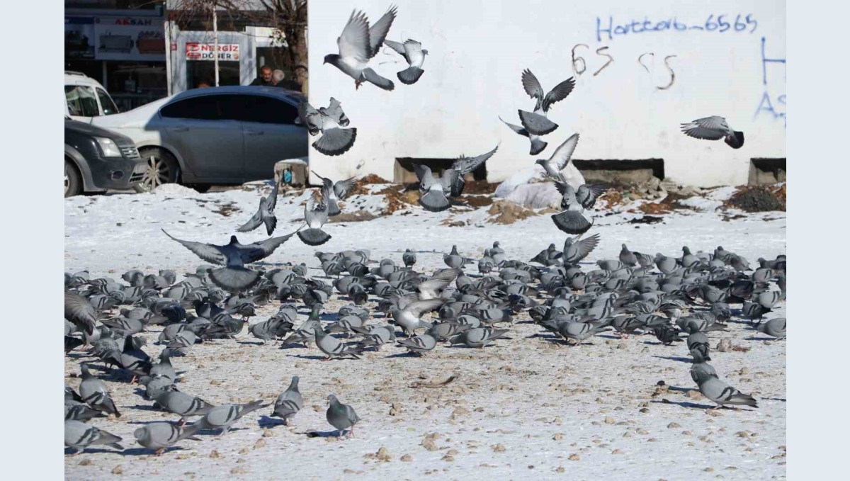 Van'da güvercinlerin yem mücadelesi büyüledi