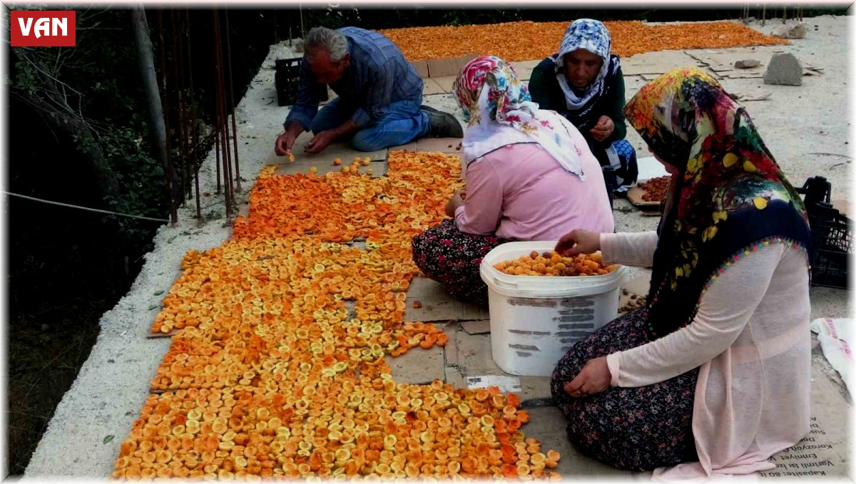 Van'da kayısı kurutma dönemi