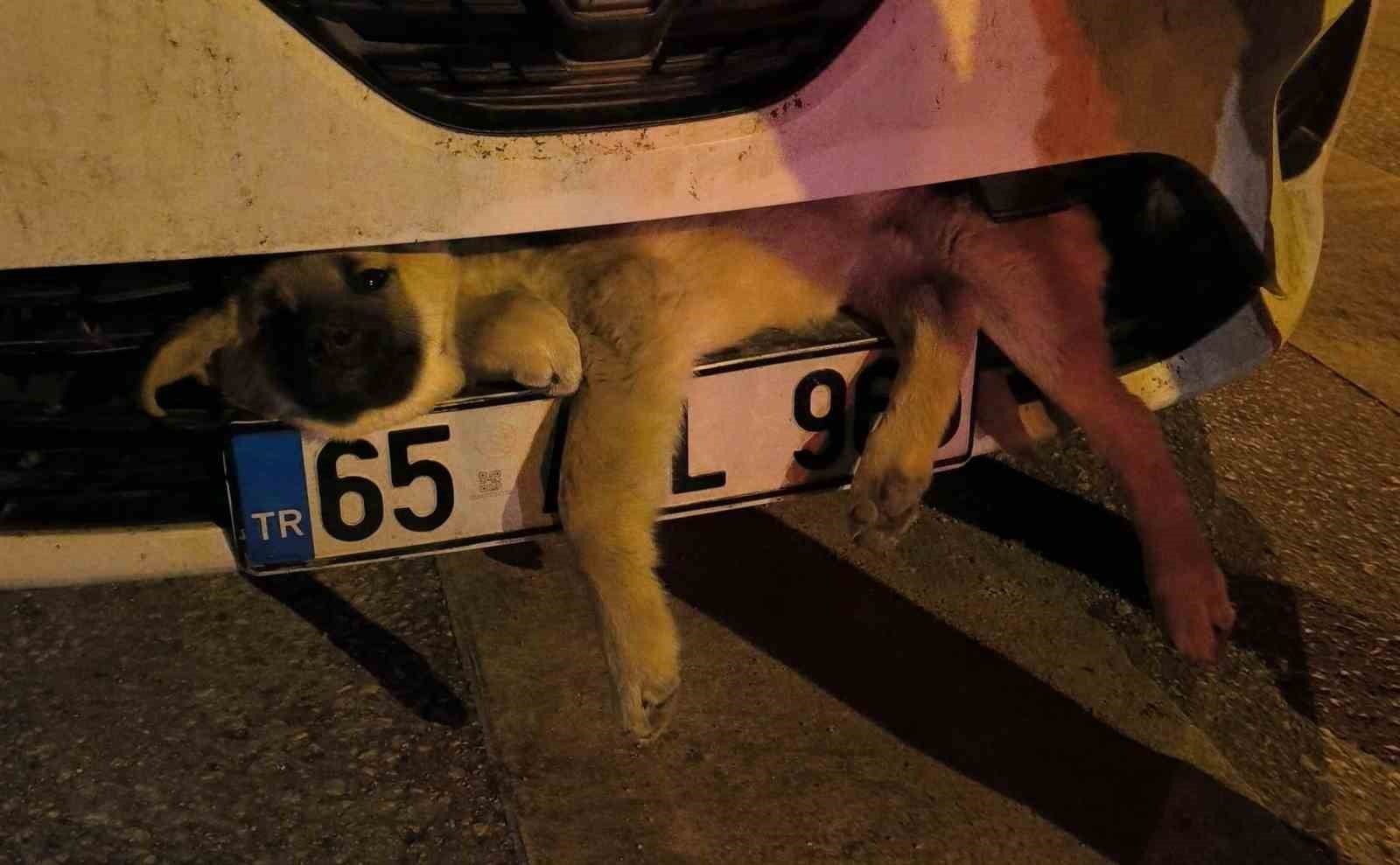 Van'da otomobilin çarptığı köpek tampona sıkıştı