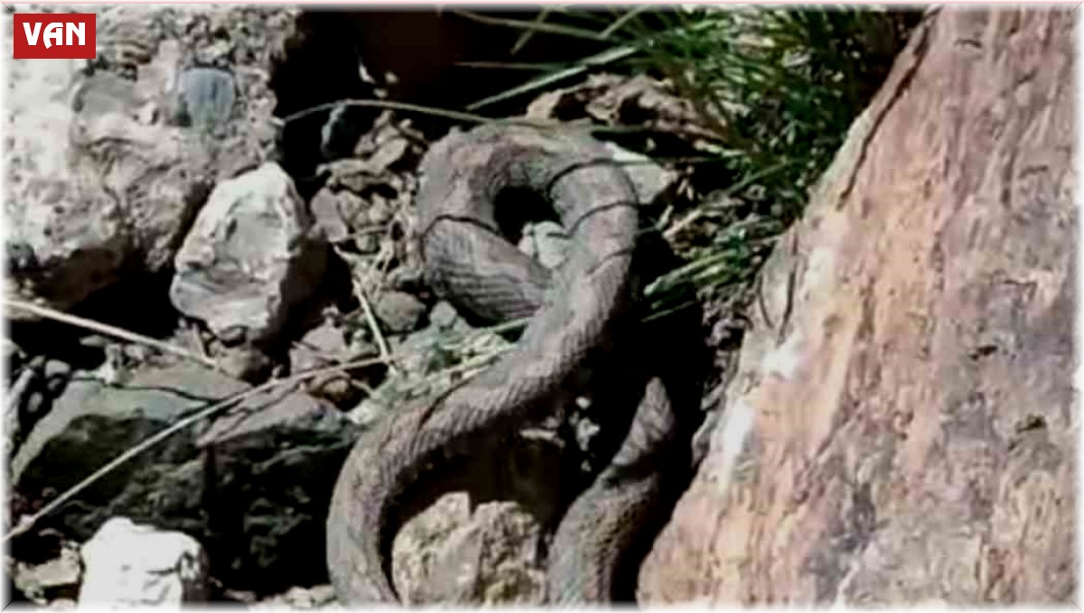 Van'da Türkiye'nin en zehirli yılanı görüldü