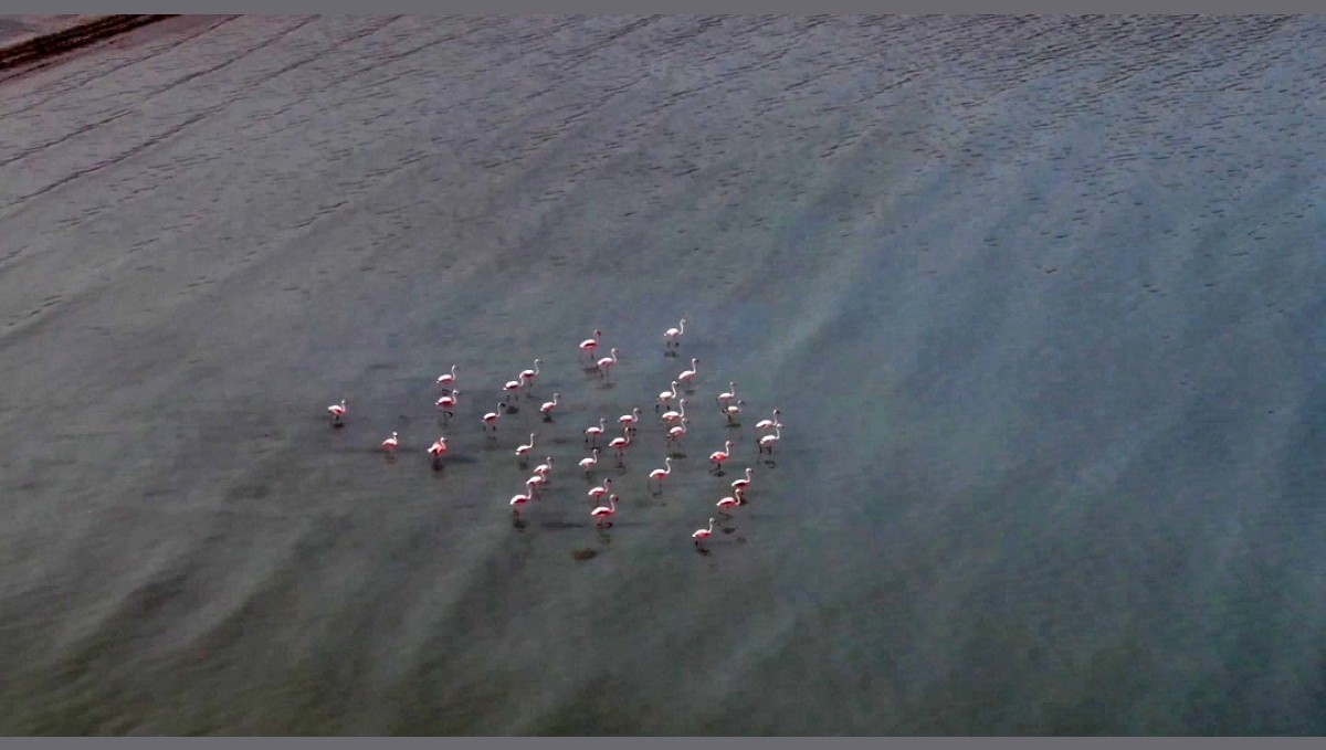 Van Gölü havzasını seven flamingolar kışın da gitmedi