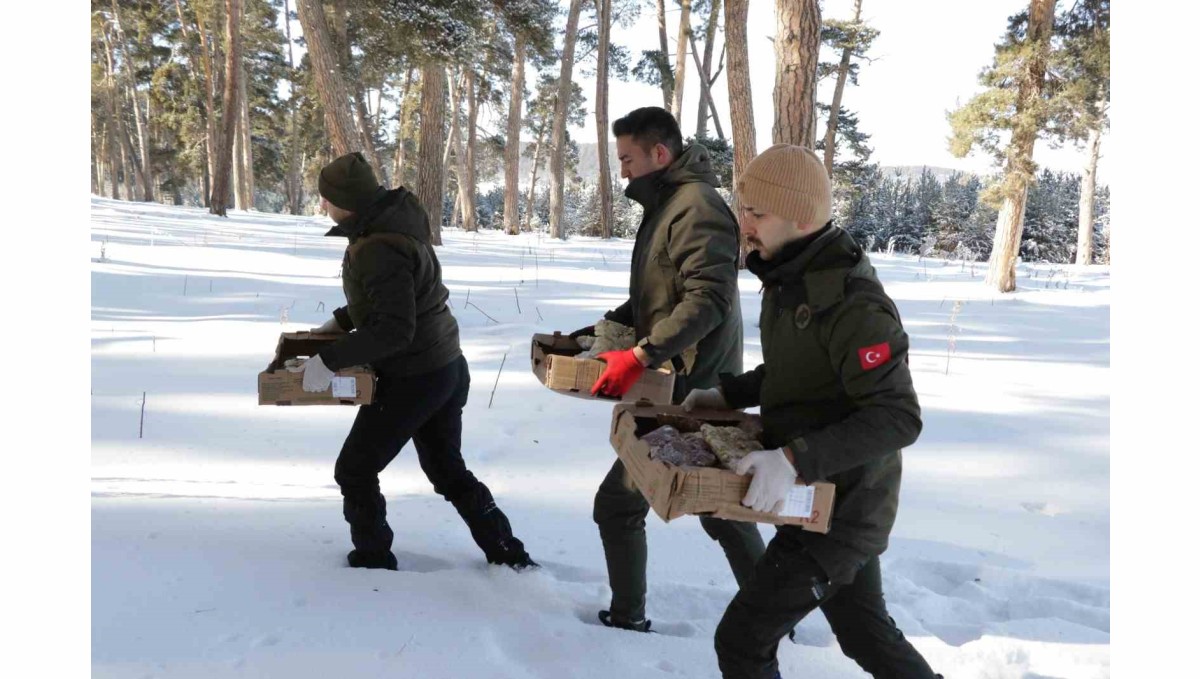 Yabani hayvanlar için doğaya yem bıraktılar