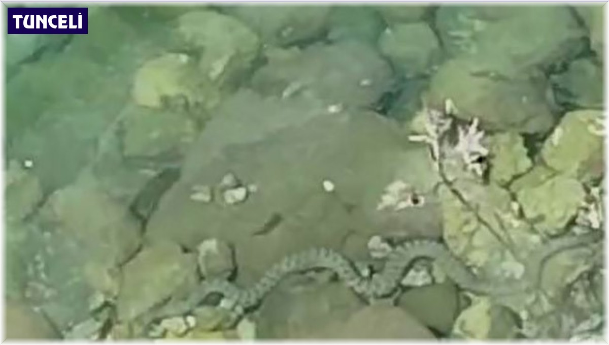 Yılanların balık avı kameraya yansıdı