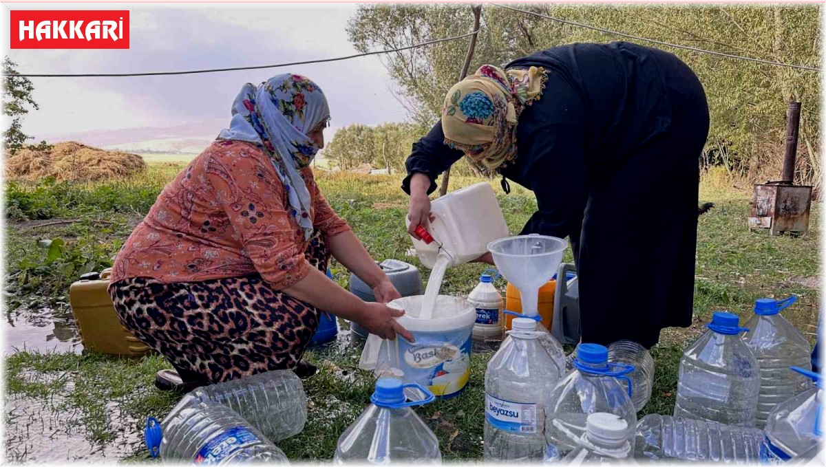 Yüksekova'da kışlık süt mesaisi