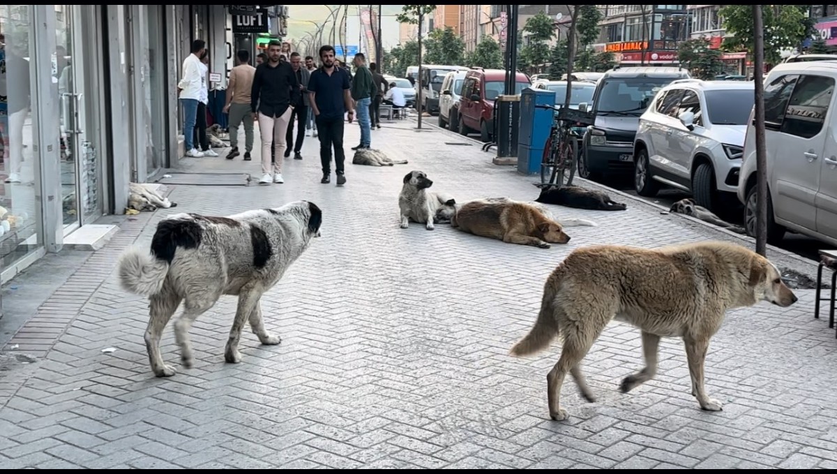 Yüksekovalı vatandaşlar tepkili: "Sokak köpekleri bir an önce toplatılsın"