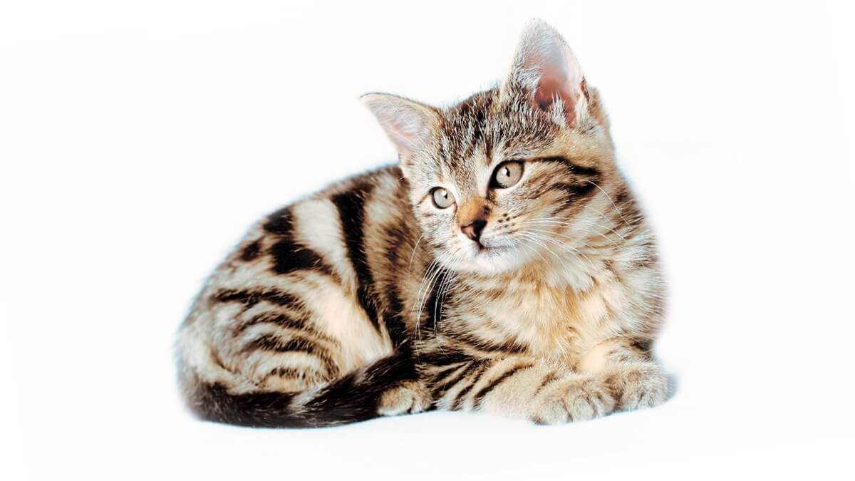 14 maddeyle Rüyada Kedi Görmek nedir? Rüya Tabirleri