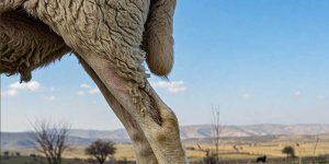 Rüyada Koyun Budu Görmek