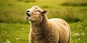 Rüyada Koyun Sesi Duymak