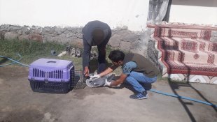 Iğdır'da yaralı bulunan gri balıkçıl kuşu tedaviye alındı