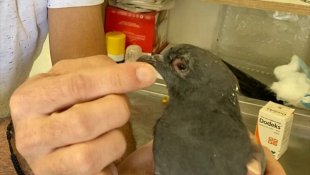 Erzurum'da gözlerinde enfeksiyon oluşan kaya güvercini tedavi edildi