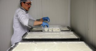 Bitlis'te üretilen manda sütü devlet desteğiyle kurulan tesiste ürüne dönüştürülüyor