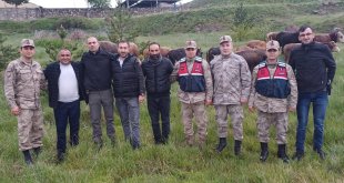 Kars'ta çalınan 12 büyükbaş hayvan Ardahan'da bulundu