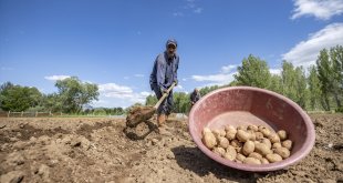 Tunceli'nin köylerinde üreticiler patates ekim mesaisinde