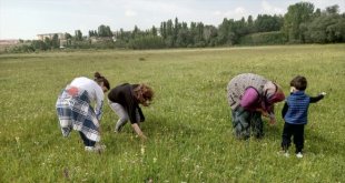 Ağrı'da kadınlar peynir ve kış yemekleri için dağlarda bitki topluyor