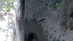 Elazığ'da nesli tükenme tehlikesi altında olan oklu kirpi görüntülendi