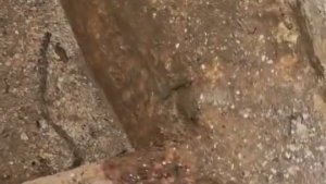 Elazığ'da koruma altında olan benekli semender görüldü