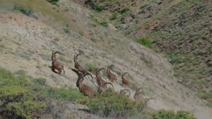 Elazığ'da koruma altında bulunan çengel boynuzlu dağ keçileri görüntülendi