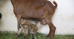 Hakkari'de bitkin bulunan 2 yaban keçisi yavrusu 'süt anne'yle hayata tutundu