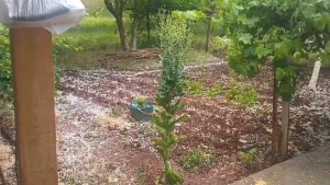 Tuzluca'da ani dolu yağışı tarım arazilerine zarar verdi