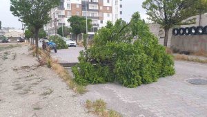 Patnos'ta fırtına direk ve ağaçları devirdi