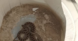 Kars'ta binaya giren yılan paniğe neden oldu
