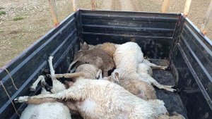 Tunceli'de sürüye yıldırım isabet etti: 16 koyun telef oldu
