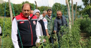 Erzincan'da etkili olan dolu tarım alanlarına zarar verdi