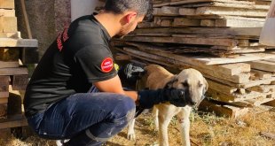 Bingöl'de tahtaların arasına sıkışan köpek kurtarıldı