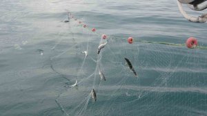 Van Gölü'nde balıkçılar ağlarını suya bıraktı