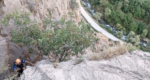 Bitlis'te kayalıklarda mahsur kalan oğlakları AFAD ekipleri kurtardı