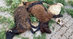 Bingöl'de sahipsiz köpekler 6 küçükbaş hayvanı öldürdü