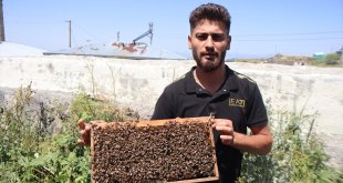 Kars'ta yağışların ardından arıların oğul verme hareketliliği arttı