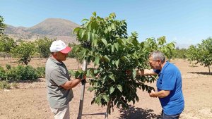 Erzincan'da ceviz yetiştiriciliği artıyor