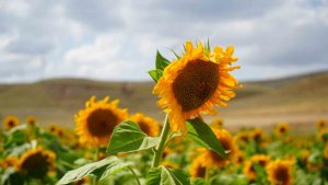 Erzincan'da ayçiçeği tarlaları sarının her tonuyla güneşi kıskandırıyor