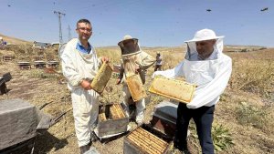 Cilo Dağı'nın eteklerinde bal bereketi: Kovan kovan bal sağımı başladı