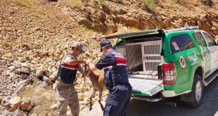 Erzincan'da bakımları tamamlanan dağ keçisi doğal ortamına bırakıldı