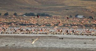 Van Gölü Havzası yazlıkçı flamingoları ağırlıyor