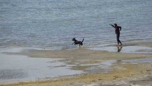 Kayıp öğrenci Rojin için AFAD'dan köpekli arama