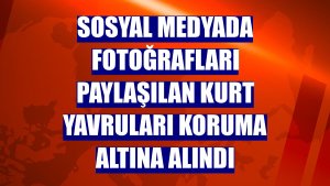 Sosyal medyada fotoğrafları paylaşılan kurt yavruları koruma altına alındı