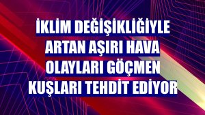 İklim değişikliğiyle artan aşırı hava olayları göçmen kuşları tehdit ediyor