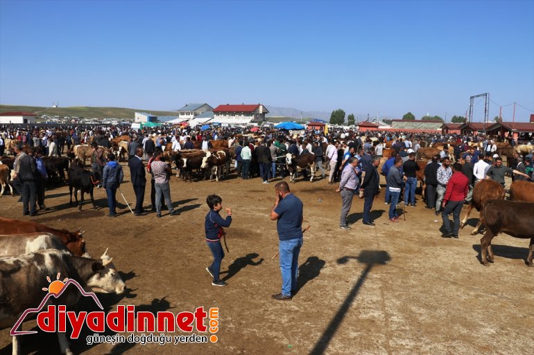 öncesi sevkiyatı Bayramı Kurban yurdun illere başladı kurbanlık batısındaki Ağrı