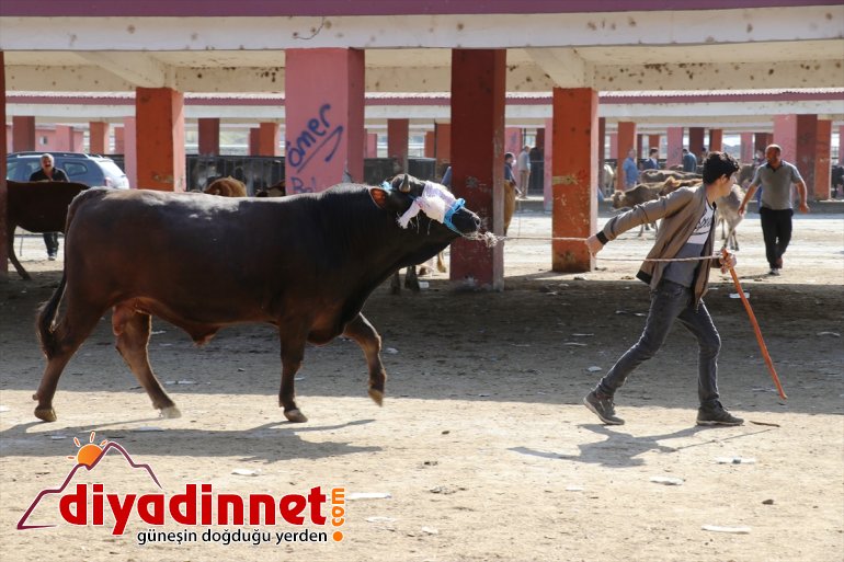 batısındaki sevkiyatı başladı Kurban Ağrı