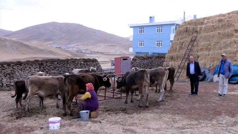 Ardahan'da depremde zarar gören ahırların yerine çadır ahırlar kurulacak