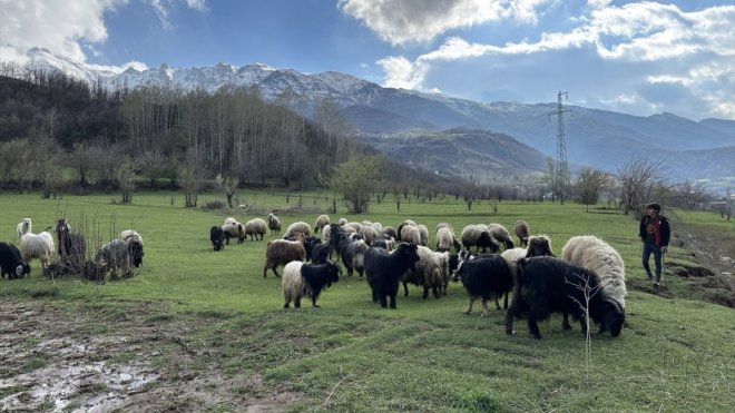 Şemdinli'de besiciler hayvanlarını meralara çıkarıyor