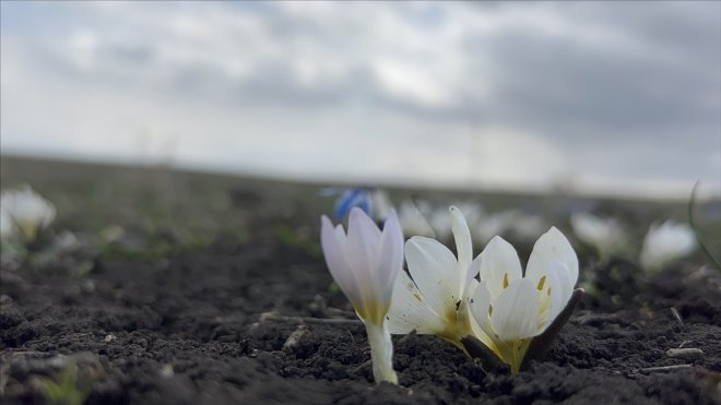 Kars'ta kardelen ve çiğdemler çiçek açmaya başladı