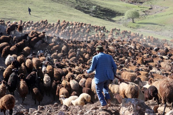 yolculuğu Göçerlerin AĞRI - sürüyor sürüleriyle Ağrı