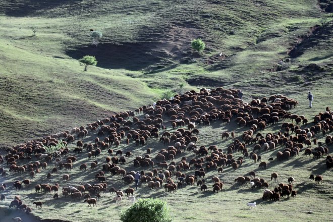 Ağrı