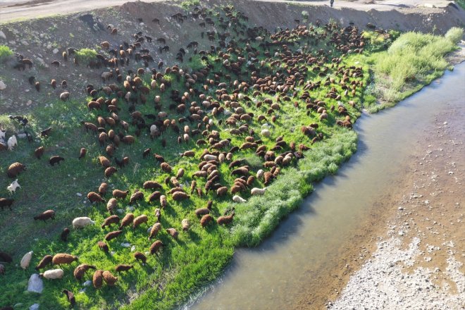 yolculuğu - Göçerlerin zorlu yaylalarına sürüleriyle AĞRI Ağrı